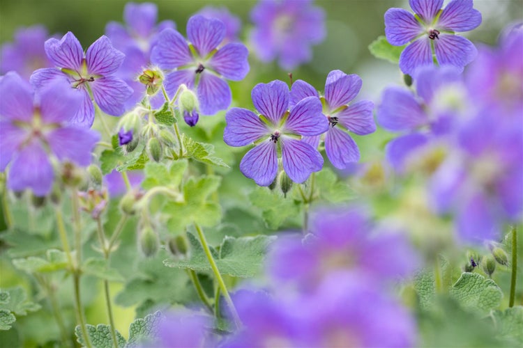 Geranium renardii 'Philippe Vapelle', Storchschnabel, ca. 9x9 cm Topf