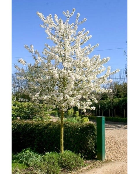 Malus 'Evereste', Zierapfel Stämmchen, Gesamthöhe: 170-180 cm, Stammhöhe: 120 cm