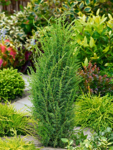 Juniperus communis 'Arnold', Wacholder, 30–40 cm