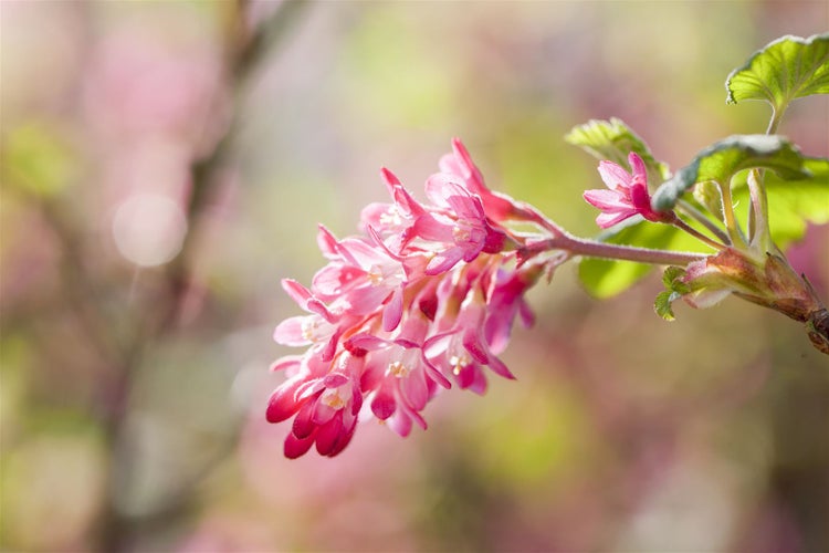 Ribes sanguineum 'King Edward VII', Blutjohannisbeere, rot, 40–60 cm