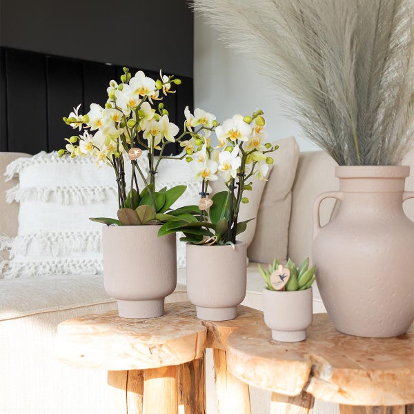 Kolibri Greens Grünpflanze Sukkulente Echeveria Miranda Topfgröße  6cm grüne Zimmerpflanze frisch aus der Gärtnerei