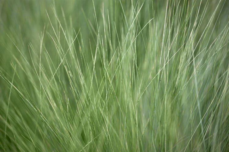 Detailaufnahme von Ziergras im Garten