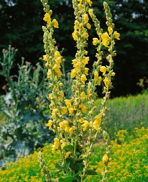 Verbascum densiflorum, Großblütige Königskerze, gelb, ca. 9x9 cm Topf