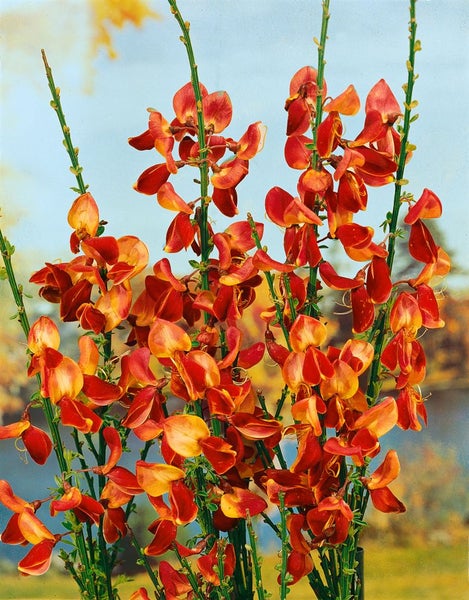 Cytisus scoparius 'Fulgens', Besenginster, leuchtend rot, 60–80 cm