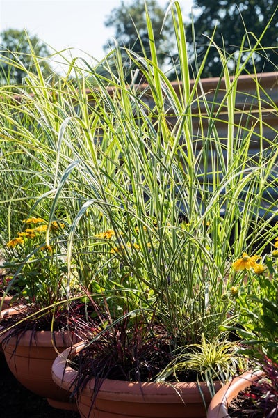 Miscanthus sinensis 'Variegatus', Chinaschilf, gestreift, 3-5 Liter Container