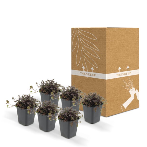 Bodendecker - Braunrotes Stachelnüsschen - Acaena microph. 'Kupferteppich' - 9cm Topf - 6 Pfanzen