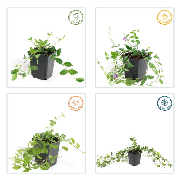 Bodendecker - Kleines Immergrün - Vinca minor 'Atropurpurea' - 9cm Topf - Set mit 6 Pflanzen