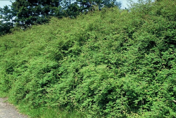 Bodendecker - Niedrige Purpurbeere - Symphoricarpos chenaultii 'Hancock' - 9cm Topf - Set mit 6 Pflanzen