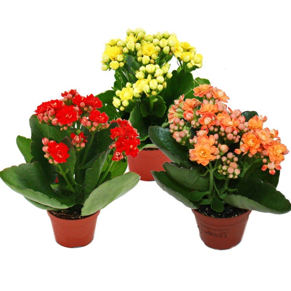 Mini-Kalanchoe Rosalina - Set mit 3 versch. Pflanzen - Flammendes Käthchen - 5,5cm Topf
