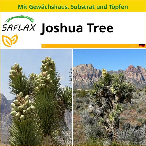 SAFLAX Anzucht Set - Joshua Tree - Yucca brevifolia - 10 Samen - Mit Mini-Gewächshaus, Anzuchtsubstrat und 2 Töpfen