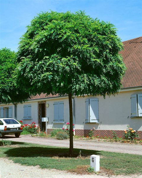 Kugelrobinie mit dichter, runder Baumkrone vor einem Wohnhaus.