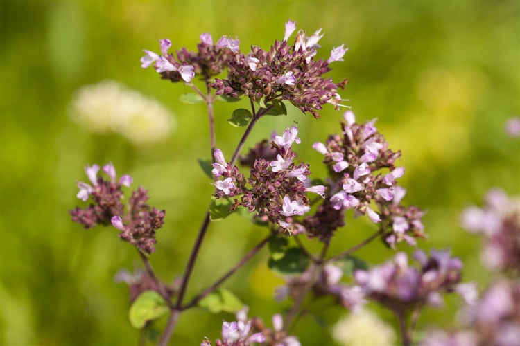 Origanum laevigatum 'Herrenhausen', Zier-Oregano, purpurrosa, ca. 9x9 cm Topf
