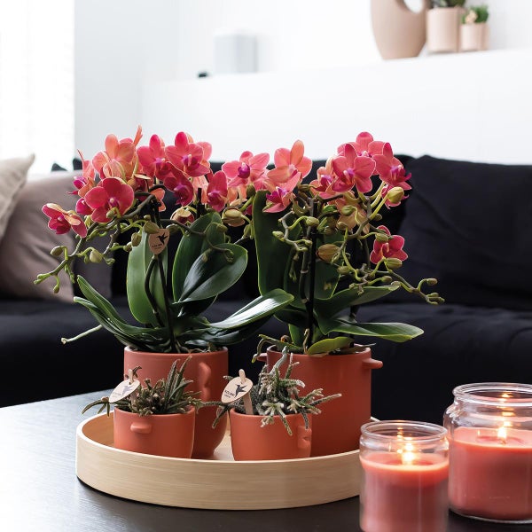 Kolibri Orchideen COMBI DEAL von 2 roten Phalaenopsis Orchideen Kongo Topfgröße 9cm frisch vom Züchter