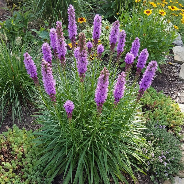 Blühende Prachtscharte Liatris spicata mit violetten Blütenähren und grasartigem Laub in einem hellen Gartenbeet.