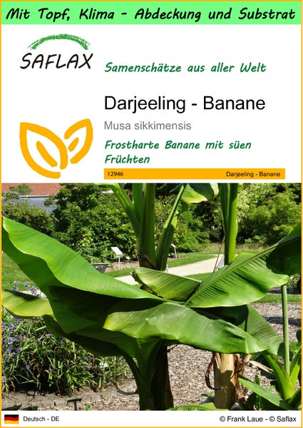 SAFLAX Garden to go - Darjeeling - Banane - Musa sikkimensis - 5 Samen - Mit Topf, Klima - Deckel und Anzuchtsubstrat