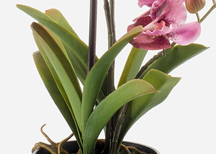 Schwarzer Kulturtopf aus Kunststoff mit einer Kunstpflanze, Luftwurzeln und Moos.