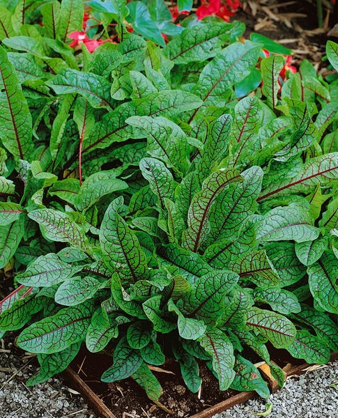 Rumex sanguineus, Blutampfer, dekoratives Laub, ca. 9x9 cm Topf