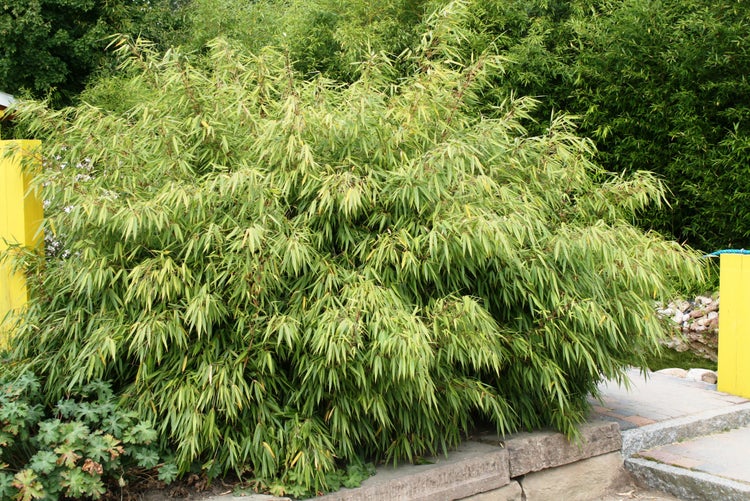 Fargesia rufa 40/60 cm hoch, im 2 Liter-Topf