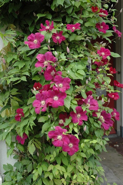 Clematis Hybride 'Rouge Cardinal', Waldrebe, rot, 40–60 cm