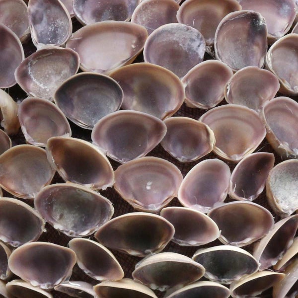 Nahaufnahme von Muscheln für Dekorationszwecke.