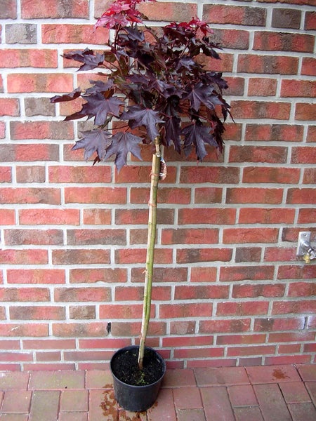 Acer platanoides Crimson Sentry, Rotblättriger Kugelahorn-Stämmchen,  Höhe inkl. Topf: 180-190 cm