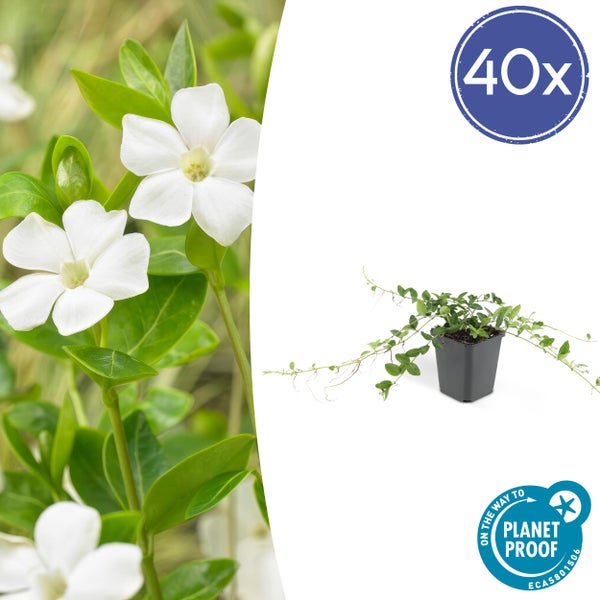 Bodendecker - Kleines Immergrün - Vinca minor 'Alba' - weißblühend - 9cm Topf - Set mit 40 Pflanzen