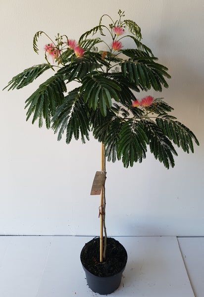 Albizia julibrizin 'Ombrella'- Stämmchen 80 cm,  Seidenbaum / Schlafbaum / Seidenakazie, Gesamthöhe: 130-140