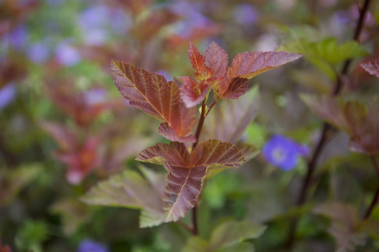 Physocarpus opulifolius 'Lady in Red', Blasenspiere, rotlaubig, 40–60 cm