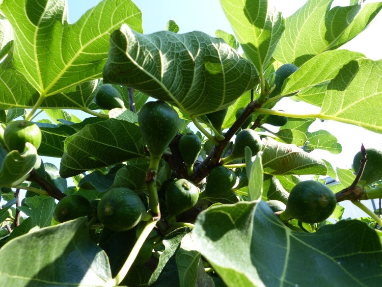 kompakter Feigenbaum 150 - 180 cm Obstbaum, winterhart, Ficus Carica, Feige