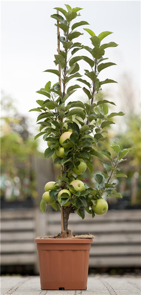 Prunus domestica 'Zwergobst', Terrassenobst, 40 cm Stammhöhe