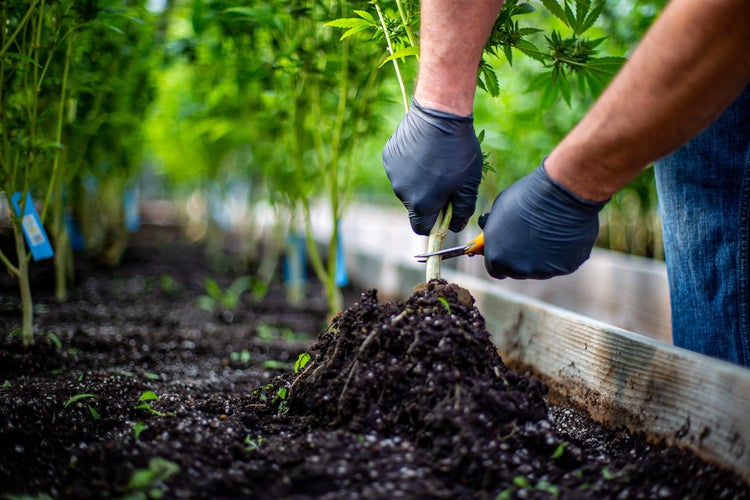 Eine Person mit Handschuhen schneidet mit einer Gartenschere den Stängel einer Pflanze in einem Hochbeet mit Erde.