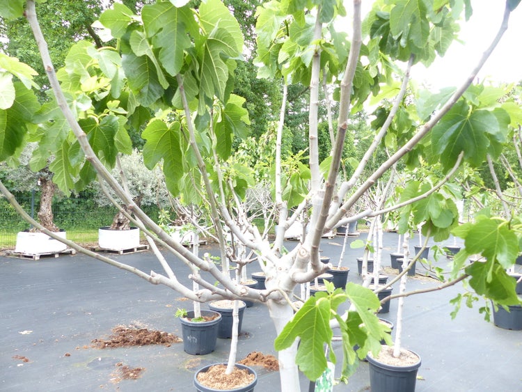 Feigenbaum im Topf auf Verkaufsfläche