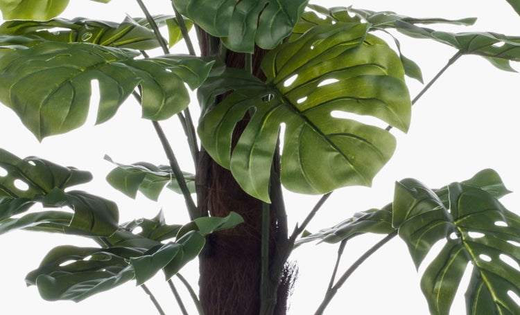 Künstliche Monstera Pflanze mit braunem Stamm in einem schwarzen Kunststofftopf.