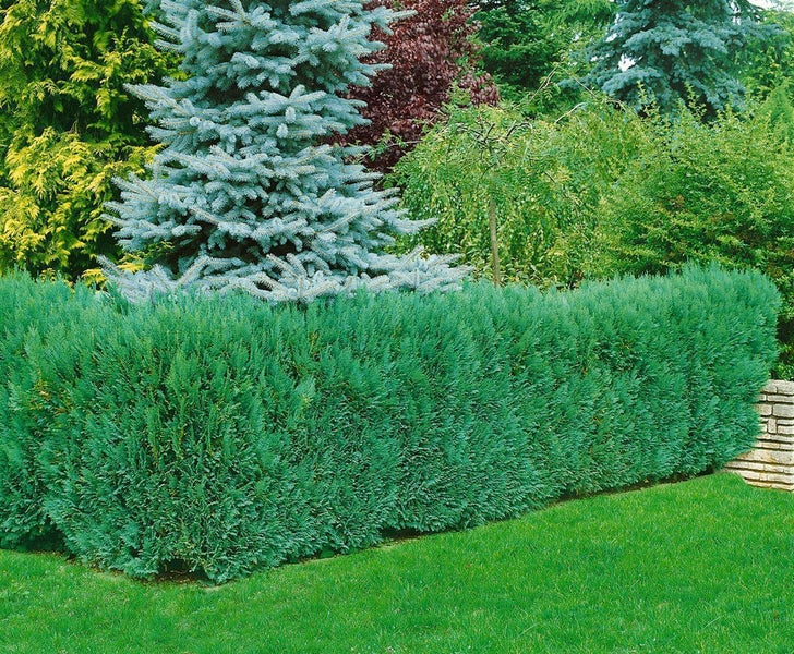 Dichte Hecke aus Blaue Scheinzypresse Columnaris in einem gepflegten Garten neben einer Rasenfläche.