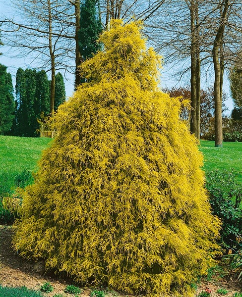 Chamaecyparis nootkatensis 'Aurea', Gelbe Nootka-Scheinzypresse, 60–80 cm