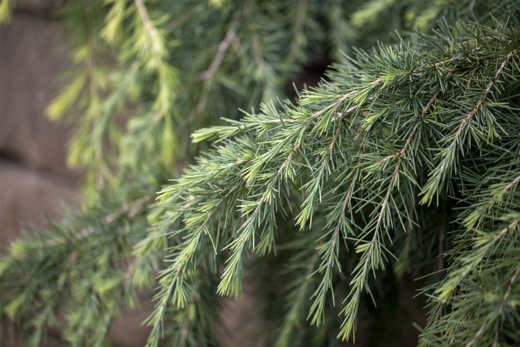 Cedrus deodara 'Feelin Blue', Himalaya-Zeder, blaugrün, 40 cm Stammhöhe