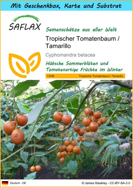 SAFLAX Geschenk Set - Tropischer Tomatenbaum / Tamarillo - Cyphomandra betacea - 50 Samen - Mit Geschenkbox, Versandaufkleber, Geschenkkarte und Anzuchtsubstrat