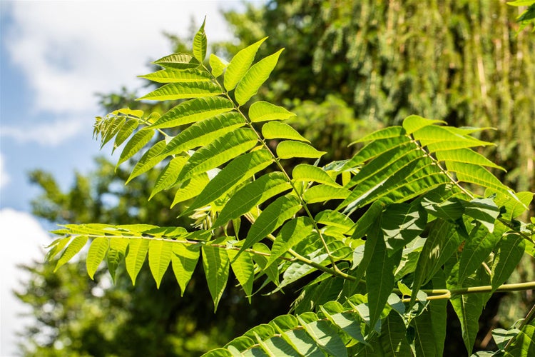 Toona sinensis, Chinesischer Gemüsebaum, 100–125 cm, aromatisch