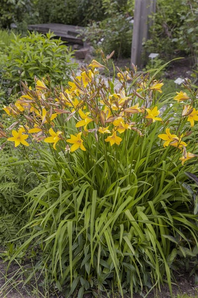 Hemerocallis x cult.'Maikönigin', Taglilie, orange, ca. 11x11 cm Topf