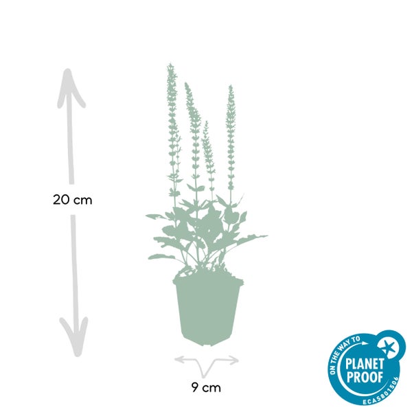 Pflanze im Topf, Höhe 20 Zentimeter, Topfdurchmesser 9 Zentimeter, On the way to Planet Proof Zertifizierung.