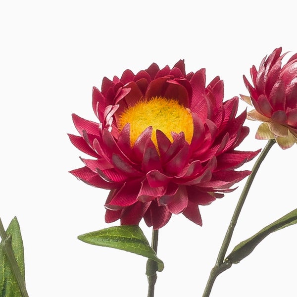 Künstliche Strohblume Helichrysum, rote Blüte, grüner Stiel und Blätter.