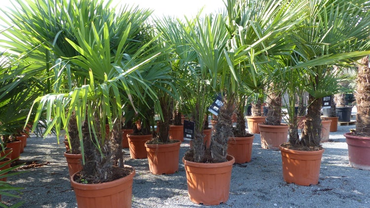 mehrstämmig Trachycarpus Fortunei Palme Palmengruppe, winterhart 200 cm