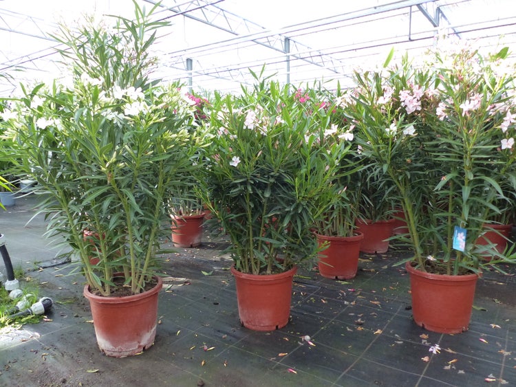 Oleander Pflanzen mit weißen und rosa Blüten in Töpfen in einem hellen Gewächshaus.