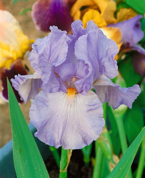 Iris x barb.-elat., hellblau, ca. 11x11 cm Topf