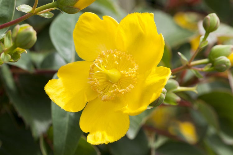 Hypericum 'Hidcote', Johanniskraut, leuchtend gelb, 30–40 cm