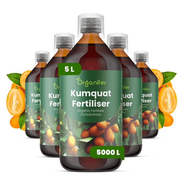 Organifer Kumquat Dünger, organisches Konzentrat in 5 Liter Flaschen.