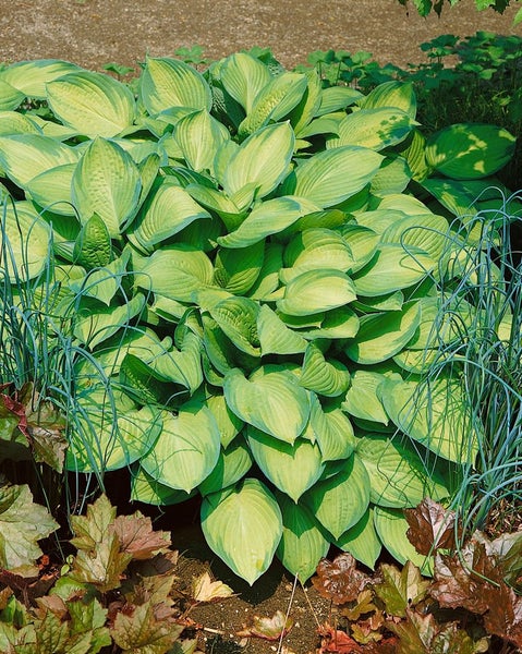 Hosta x fortunei 'Gold Standard', Funkie, gelb-grün, ca. 11x11 cm Topf