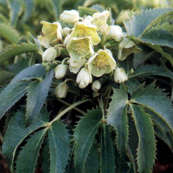 Nahaufnahme der Nieswurz Pflanze mit Blüten und Blättern
