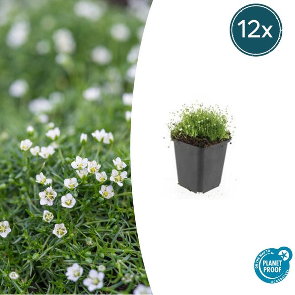 Bodendecker - Steingarten - Sternmoos - Sagina subulata - 9cm Topf - Set mit 12 Pflanzen