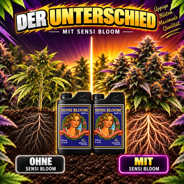Vergleichsbild mit zwei Cannabis Pflanzen die eine Anwendung von Sensi Bloom Pflanzendünger zeigt.